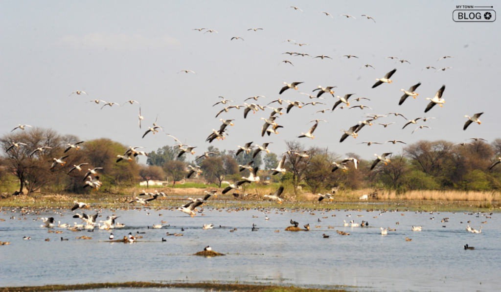 Sultanpur Lake, Lakes in and Around Delhi