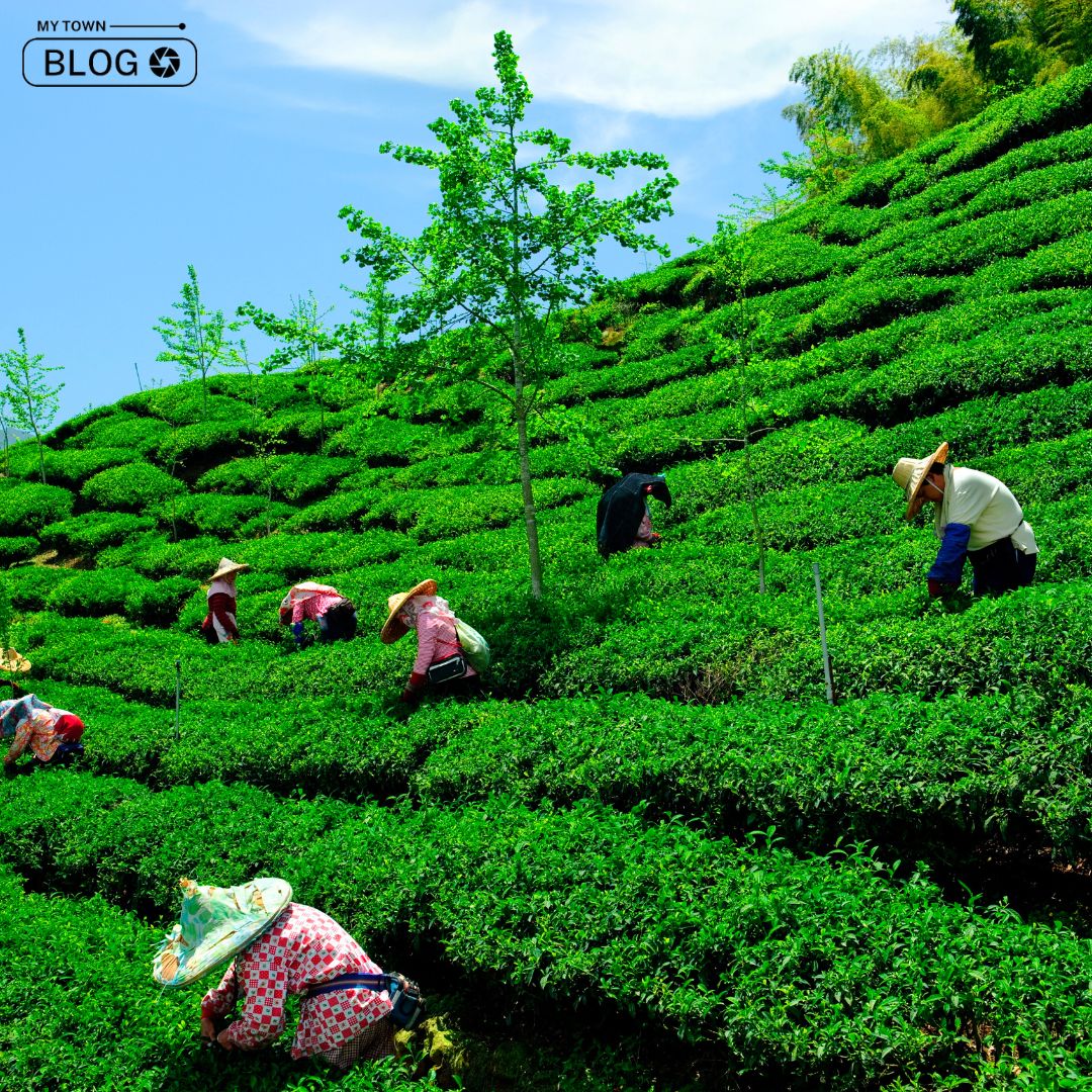 Best Tea Gardens in Darjeeling The Essence of Tea Culture