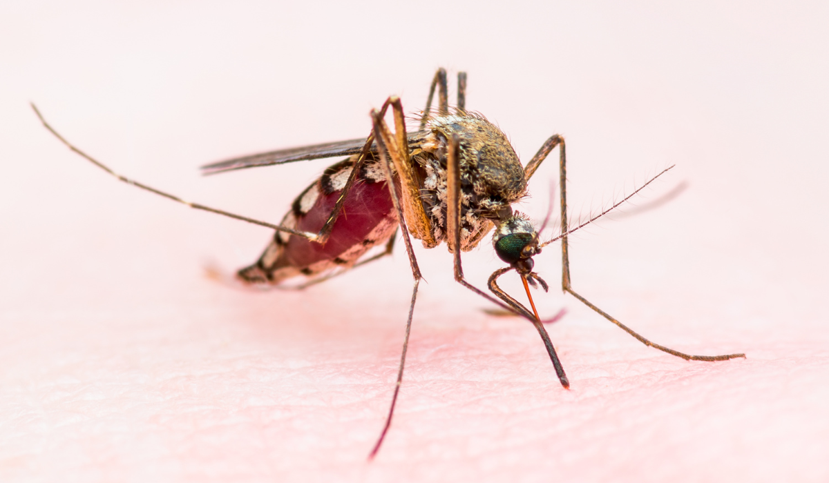 UP Government Steps Up Campaign for Malaria-Free State